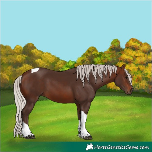 Horse Color:Silver Brown Tobiano 