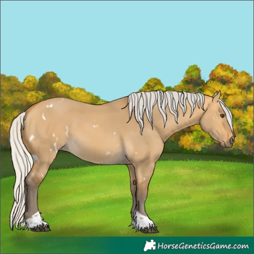 Horse Color:White Spotted Silver Buckskin Dun Tobiano 