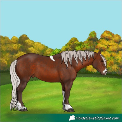 Horse Color:Silver Brown Sabino Tobiano 