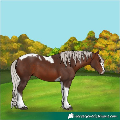 Horse Color:Silver Brown Tobiano 