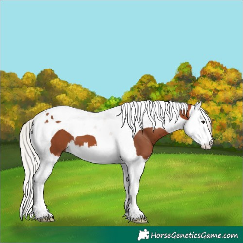 Horse Color:Silver Bay Splash Tobiano 