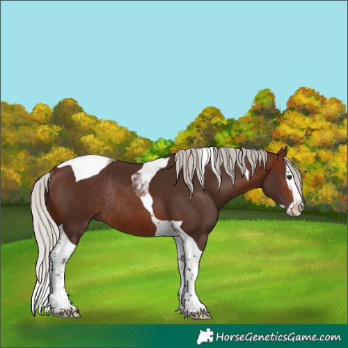 Horse Color:Silver Brown Splash Tobiano Rabicano 