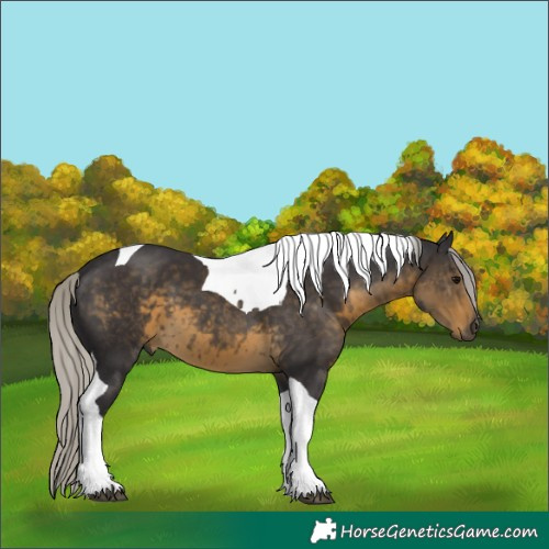 Horse Color:Silver Smoky Black Tobiano 