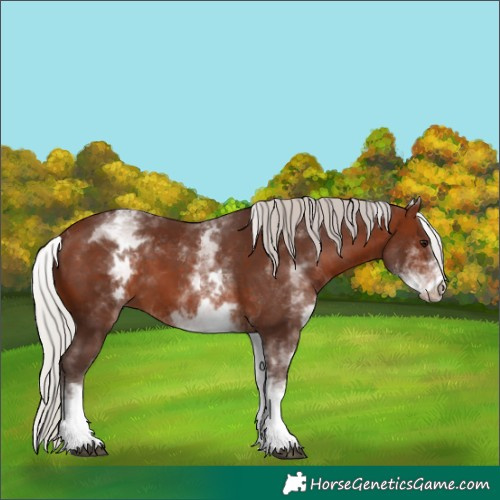 Horse Color:White Spotted Silver Brown Tobiano 