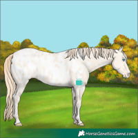 Horse Color:White Spotted Perlino Dun Appaloosa