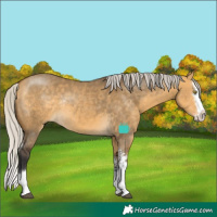 Horse Color:Silver Buckskin Dun Sabino Splash Rabicano 