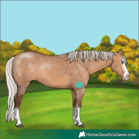 Horse Color:Silver Brown Dun Sabino Splash Rabicano 