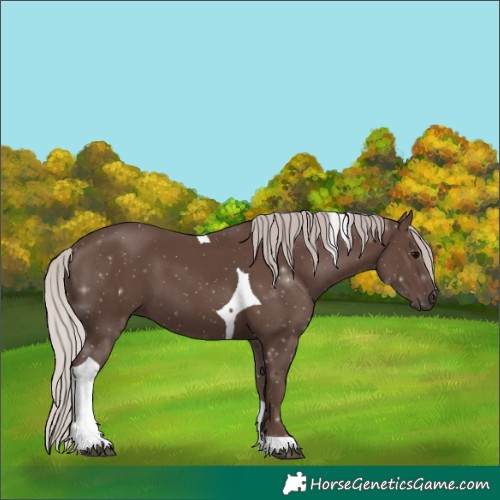 Horse Color:Silver Black Tobiano 