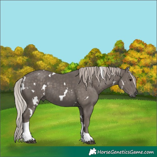 Horse Color:White Spotted Silver Black Tobiano 