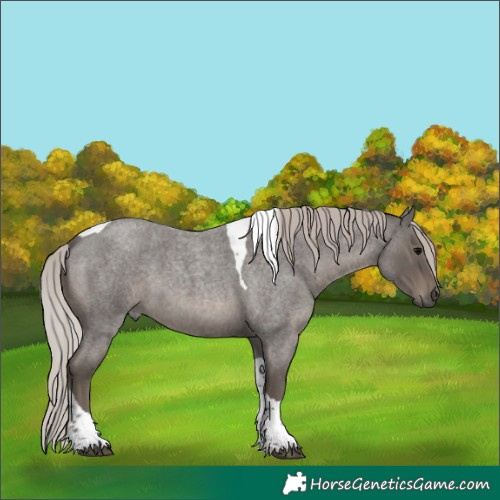 Horse Color:Silver Blue Roan Tobiano 