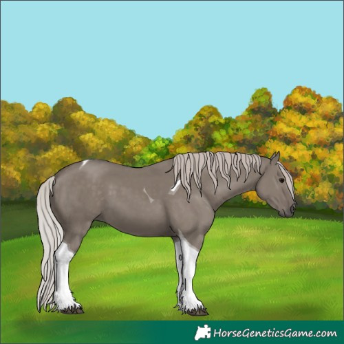 Horse Color:Silver Grullo Tobiano 
