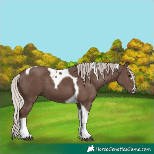 Horse Color:Silver Black Tobiano 