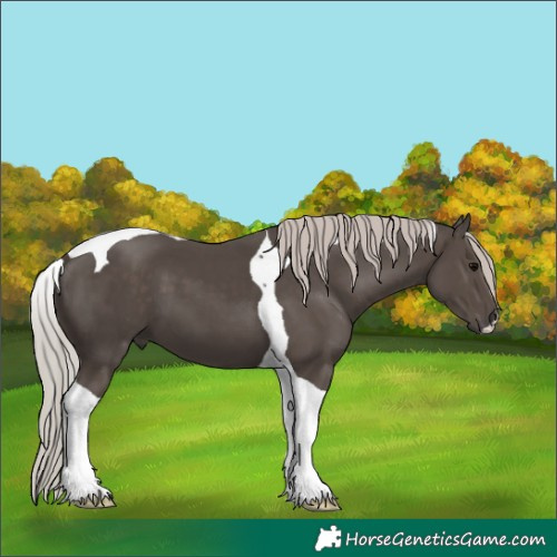 Horse Color:Silver Black Tobiano 