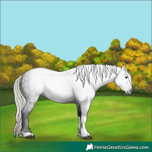 Horse Color:Gray Silver Brown Tobiano 