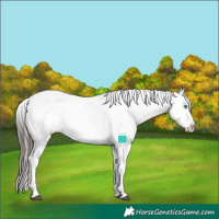 Horse Color:Bay Dun Sabino