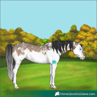 Horse Color:White Spotted Brown Dun Sabino Splash 