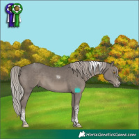 Horse Color:Silver Black Tobiano Frame Rabicano