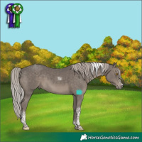 Horse Color:Silver Black Tobiano Frame Rabicano 