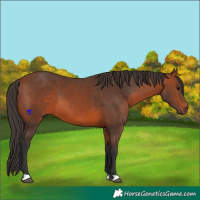 Horse Color:Bay 