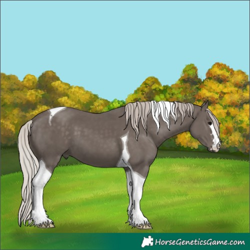 Horse Color:Silver Black Tobiano 