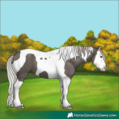 Horse Color:Silver Black Splash Tobiano 