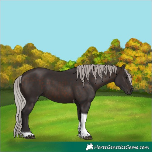 Horse Color:Silver Brown Sabino Tobiano 