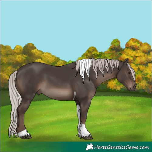 Horse Color:Silver Black Tobiano 