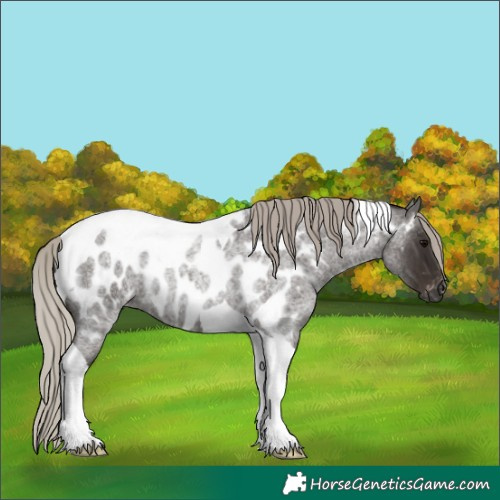 Horse Color:Gray Silver Blue Roan Tobiano Appaloosa 