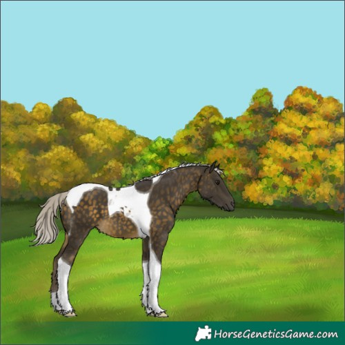 Horse Color:Silver Buckskin Tobiano 