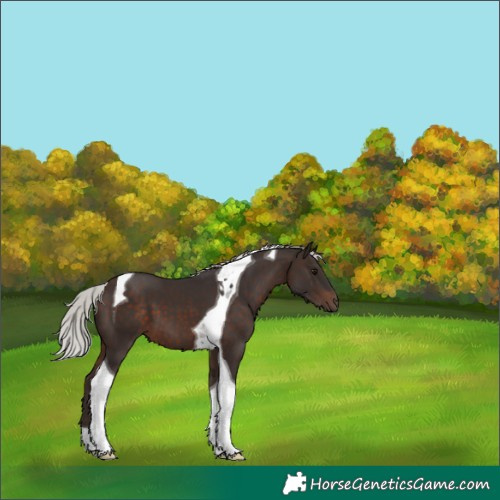 Horse Color:Silver Brown Tobiano 
