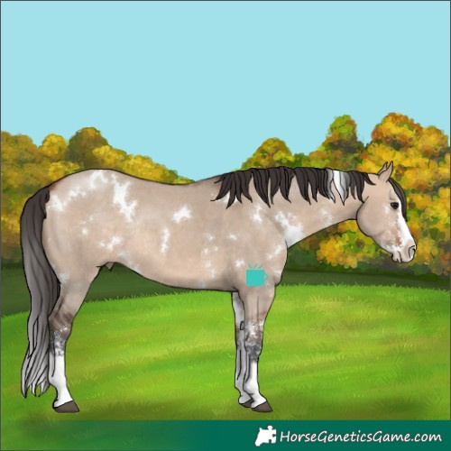 Horse Color:White Spotted Bay Dun Sabino Splash Rabicano 