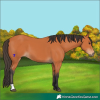 Horse Color:Bay 
