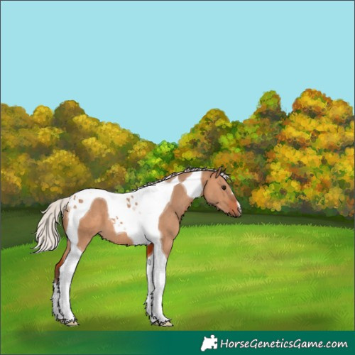 Horse Color:Silver Bay Dun Tobiano 