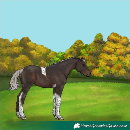 Horse Color:Silver Brown Tobiano 