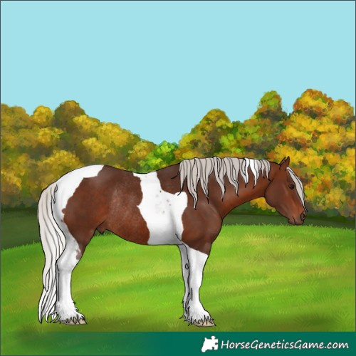 Horse Color:Silver Brown Tobiano Rabicano 