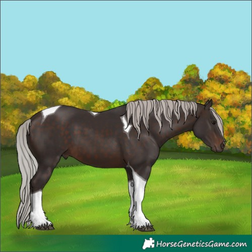 Horse Color:Silver Brown Tobiano 