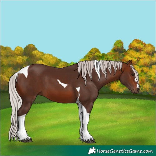 Horse Color:Silver Brown Tobiano 