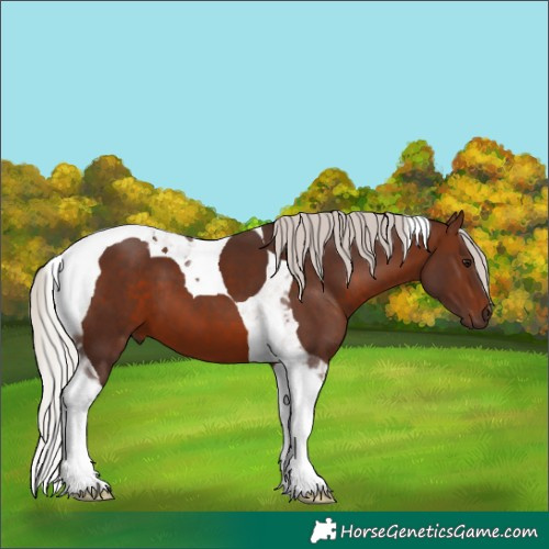 Horse Color:Silver Brown Tobiano 
