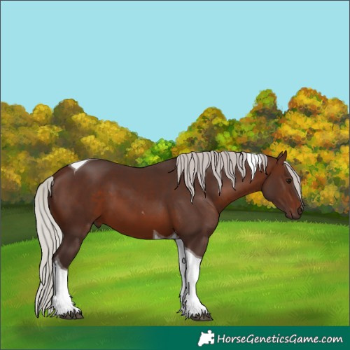 Horse Color:Silver Brown Tobiano 