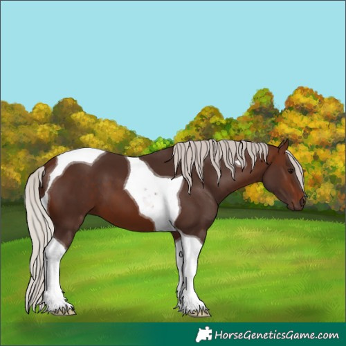 Horse Color:Silver Brown Tobiano 