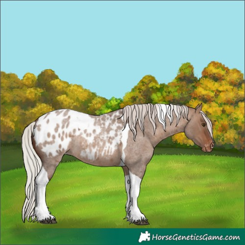 Horse Color:Silver Brown Roan Dun Tobiano Appaloosa Rabicano 