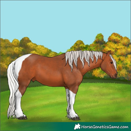 Horse Color:Silver Bay Tobiano 