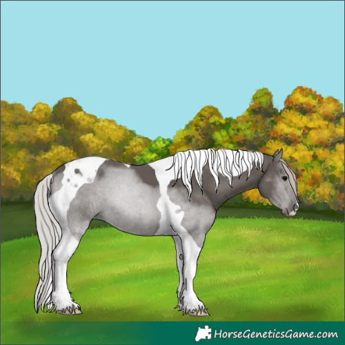 Horse Color:Silver Black Tobiano 