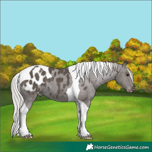 Horse Color:Silver Black Tobiano Appaloosa 