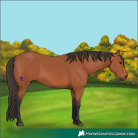 Horse Color:Bay 