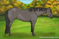 Horse Color:Smoky Grullo