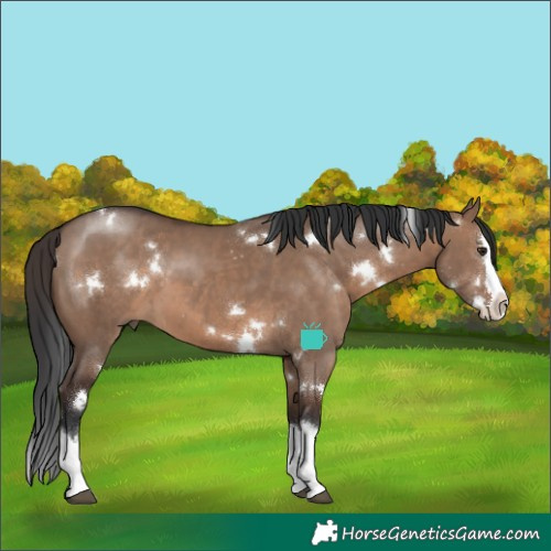 Horse Color:White Spotted Brown Dun Splash 