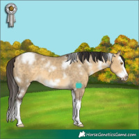 Horse Color:White Spotted Buckskin Dun Splash Frame