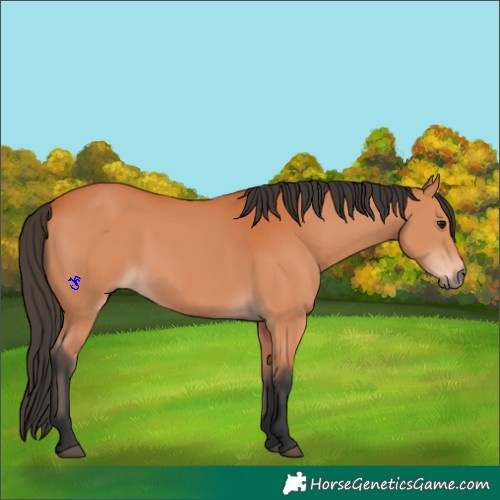 Horse Color:Unknown 