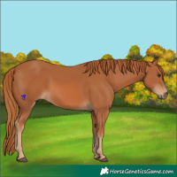 Horse Color:Chestnut 
